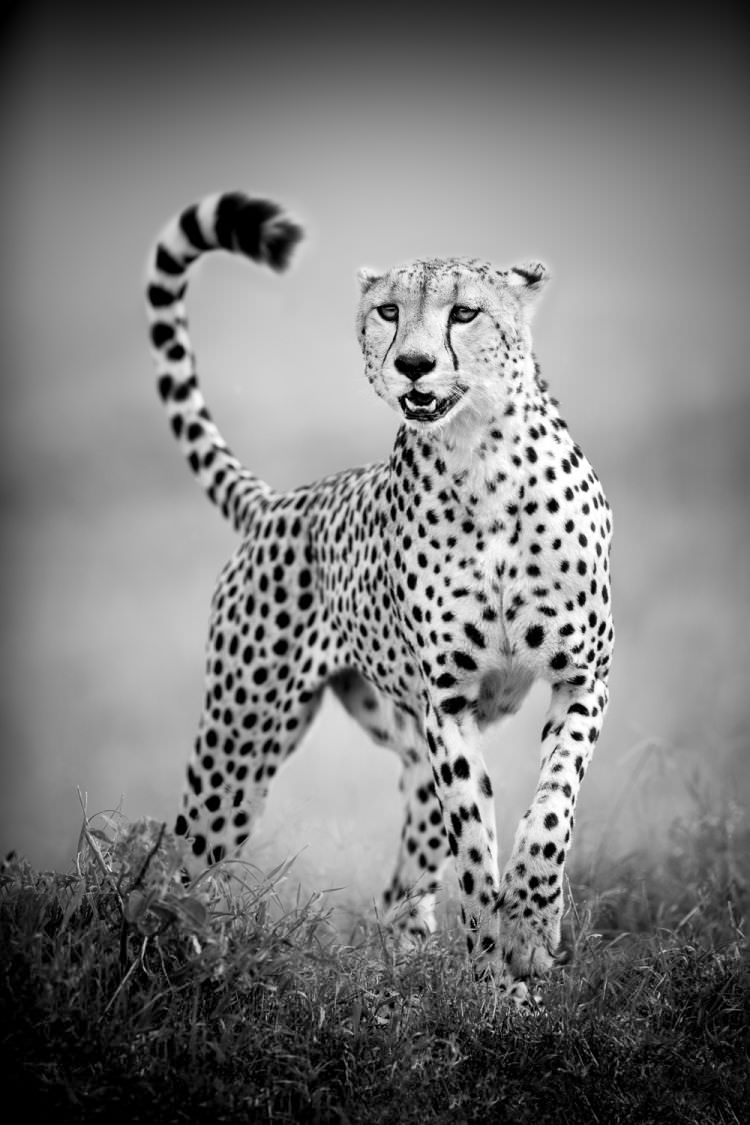 Big Cats of Africa - Cheetah, Kenya