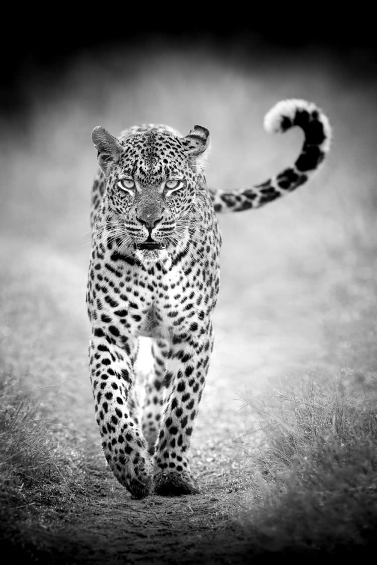 Big Cats of Africa - Leopard, South Africa