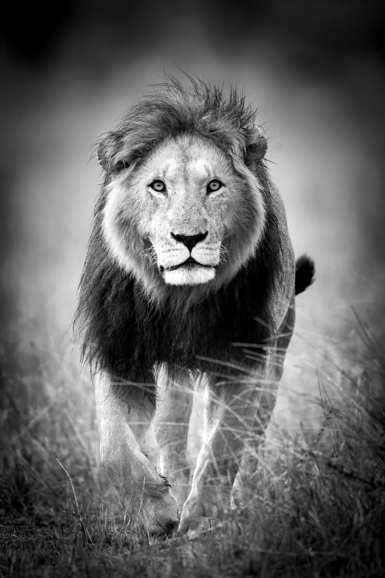 Big Cats of Africa - Lion, Kenya