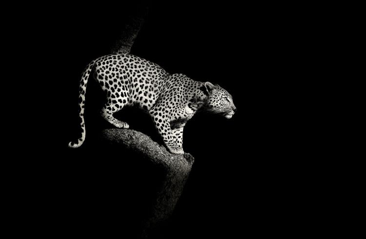 African Leopard in tree - South Africa