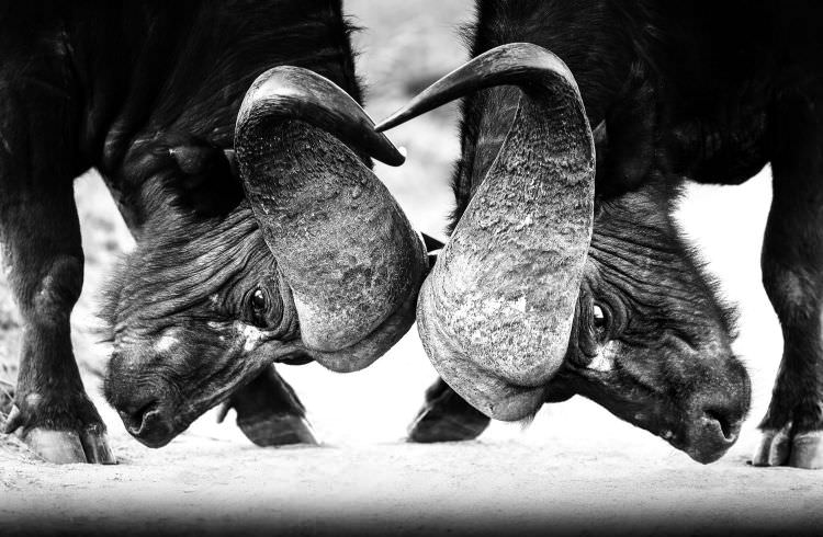 Cape Buffalo fighting - South Africa