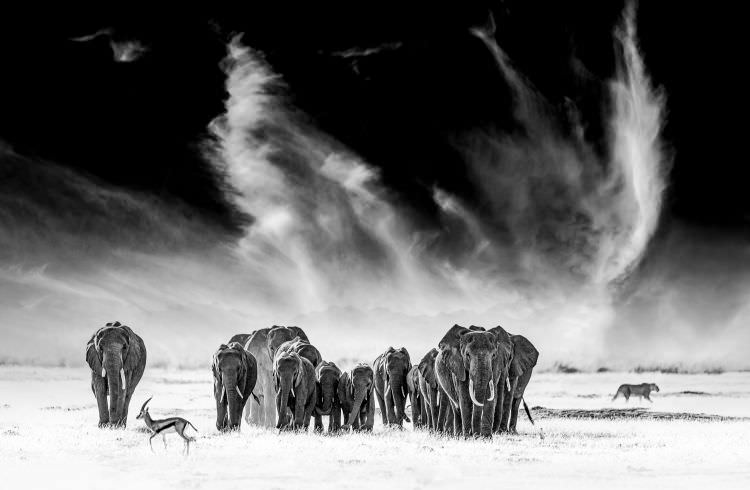 Amboseli Elephants - Kenya