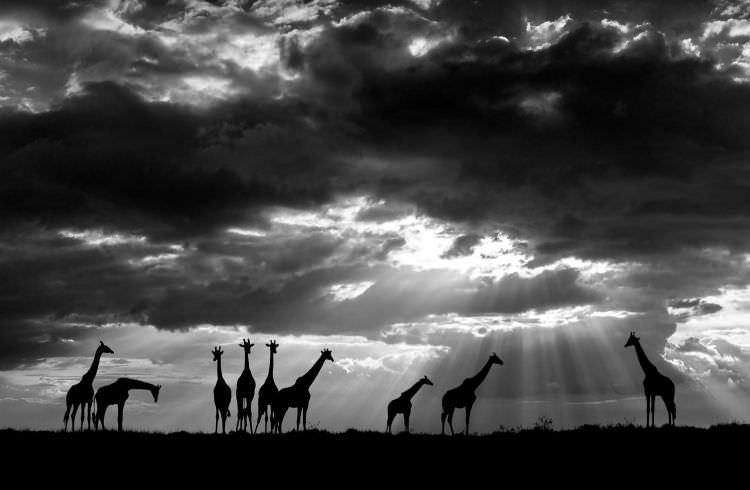 Maasai Giraffe - Tanzania