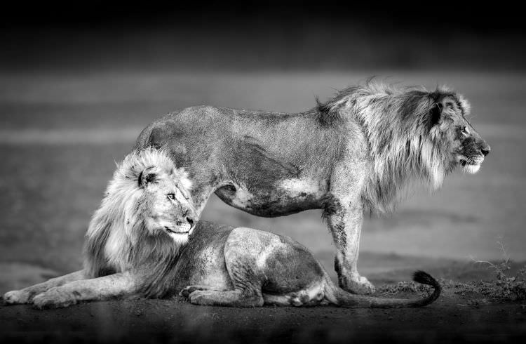Lion Brothers - Tanzania