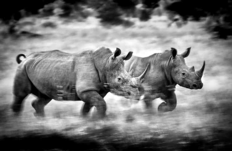 Running Rhinos - South Africa | By Stu Porter