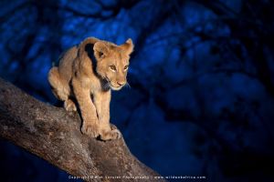 Copyright Wim Vorster