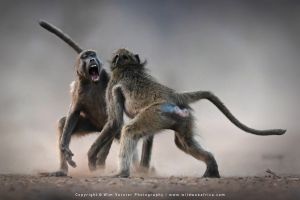 Copyright Wim Vorster