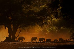 Copyright Wim Vorster