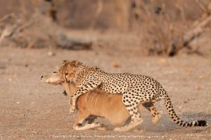 Copyright Wim Vorster