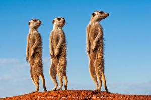 Copyright Wim Vorster