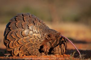Copyright Wim Vorster