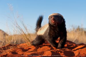 Copyright Wim Vorster