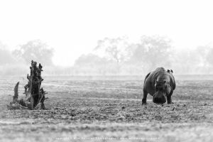 Copyright Wim Vorster