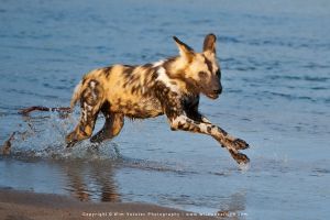 Copyright Wim Vorster