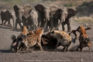 Copyright Wim Vorster