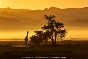 Copyright Wim Vorster