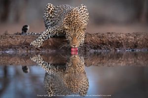Copyright Wim Vorster