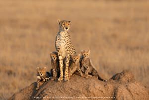 Cheetah and cubs Tanzania photo safari WILD4