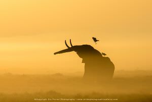 Elephant, Amboseli, copyright Stu Porter WILD4