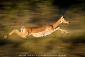 Botswana WILD4 Photo safari Impala leaping