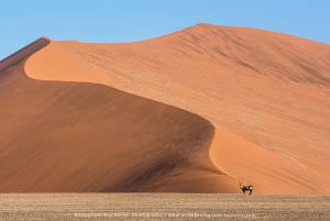 Gemsbok, Dunes, Namibia, Stu Porter