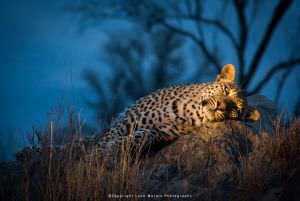 Leon Marais wildlife photography Leopard