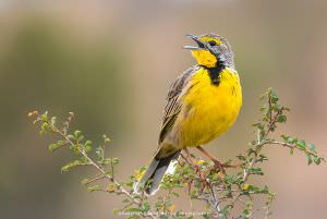 Yellow throated Longclaw African birds