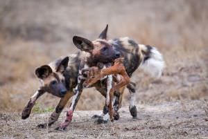 Leon Marais African wild dogs photo