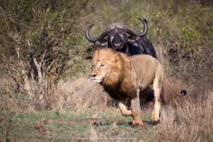 Buffalo Lion chase Leon Marais wildlife photo