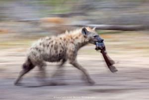 Leon Marais wildlife photography Hyaena