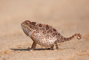 Leon Marais African wildlife Chameleon