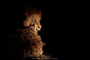 Leon Marais wildlife photography Male Lion