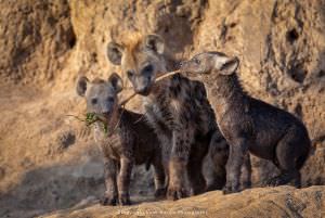 Leon Marais wildlife photography Hyena cubs