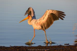 Leon Marais African wildlife photography stork