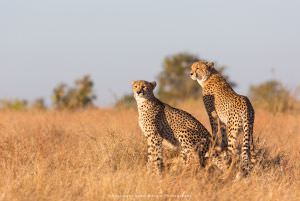 African wildlife photography Cheetahs Kruger Park