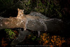 Leopard in tree WILD4 photographic safari