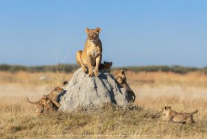 African Big Cats photo tour WILD4 Botswana lioness