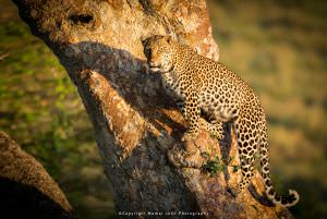Leopard in tree by Mamai Photography Africa