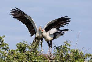 Secretary  Birds by Mamai photo guide Kenya