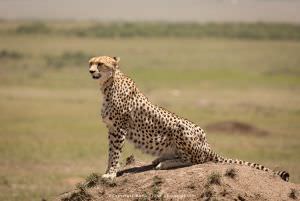 Mamai John African photographic guide Kenya