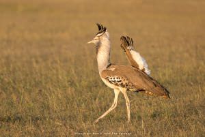 Kori Bustard by Mamai Photo safari Kenya