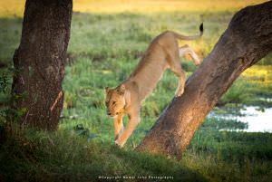 Mamai John Lioness in Kenya