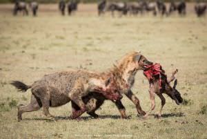 Hyena by Mamai John photo safari Kenya