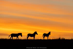 Mamai John sunrise Zebra Kenya