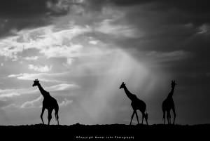 Giraffe photographic safari Kenya