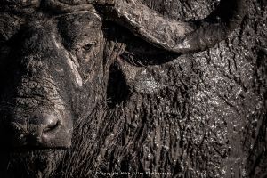 Mike Tilley photography wild4