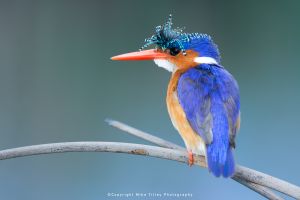 Mike Tilley photography wild4