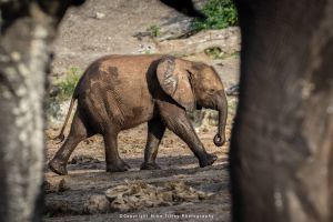 Mike Tilley photography wild4