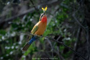 Mike Tilley photography wild4