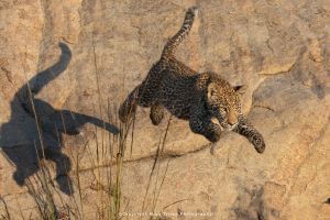 Mike Tilley photography wild4